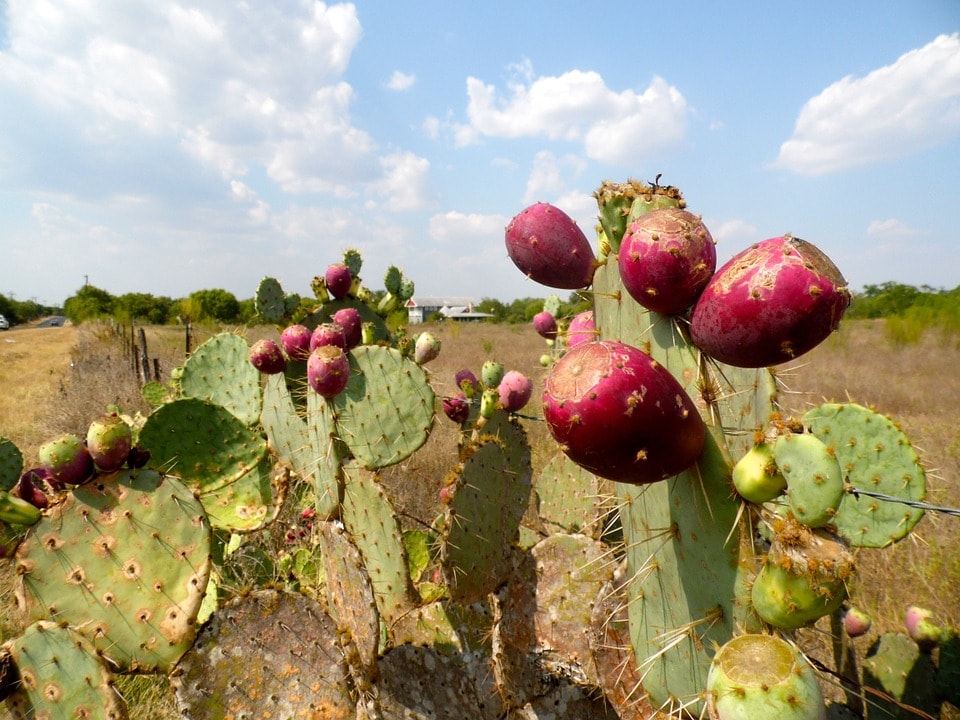 prickly-pear-173963_960_720