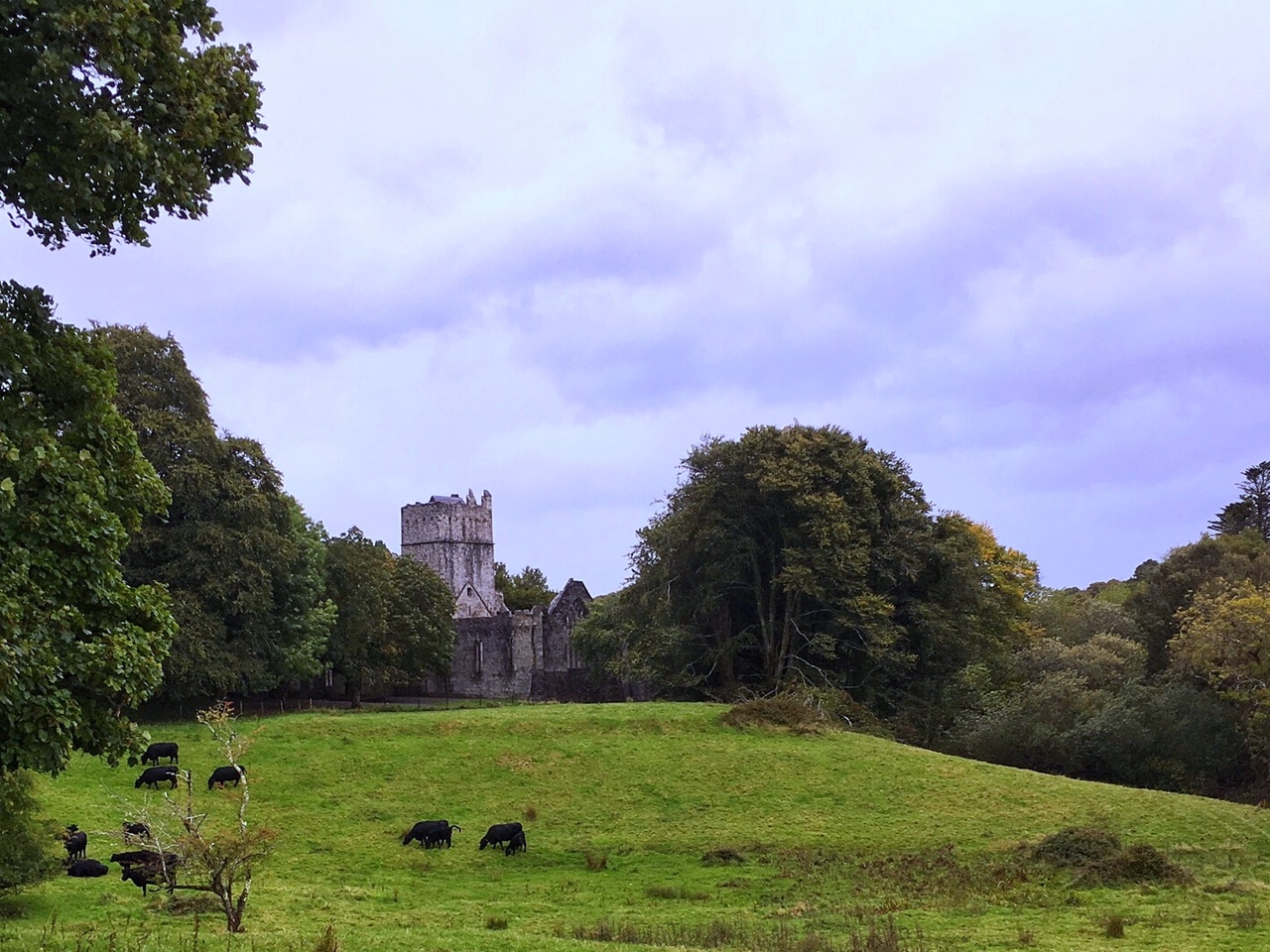 You can see Muckross Abbey in the distance through the trees. - "What to See When You Visit Killarney National Park" - Two Traveling Texans