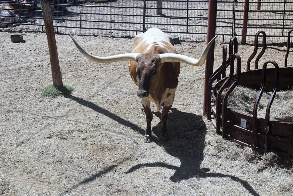 I loved watching the longhorns in the Stockyards. - "Fort Worth Stockyards: Learn About the Old West" - Two Traveling Texans