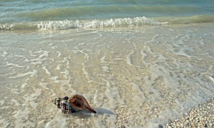The Search for Sanibel Island Shells