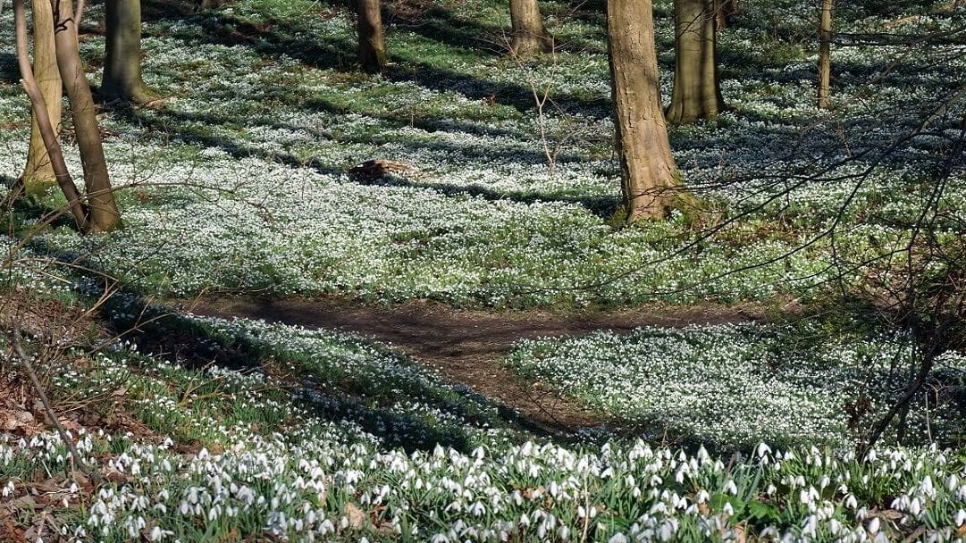Images of Snowdrops - "Walsingham Pilgrimage and Snowdrops" - Two Traveling Texans -