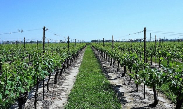 Discovering Wineries in Niagara on the Lake Canada