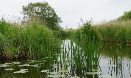 Exploring How Hill Nature Reserve in Norfolk, England
