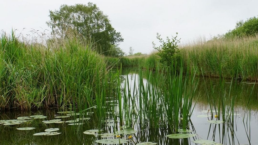 The lily pads in the Broads are so pretty.- "Exploring How Hill Nature Reserve in Norfolk, England" - Two Traveling Texans
