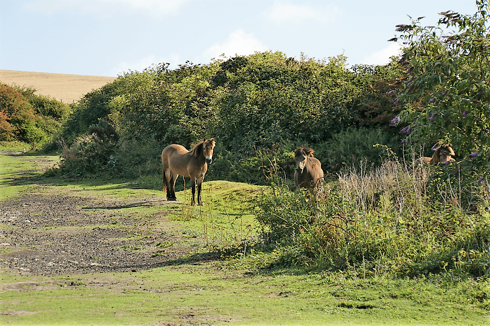 Horses on the Dover Cliffs - Two Traveling Texans