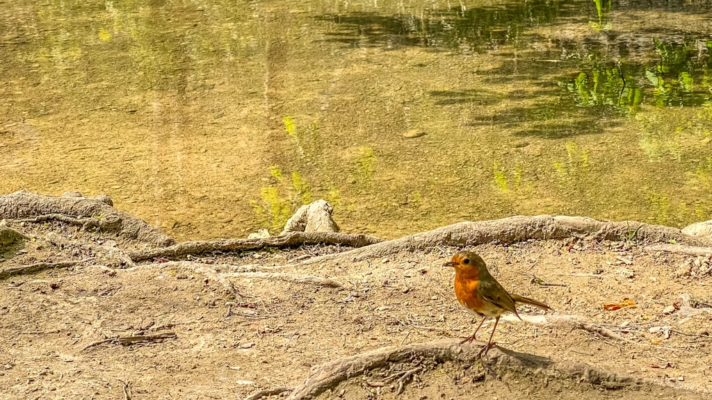 robin standing on the root of a tree with the stream in the background