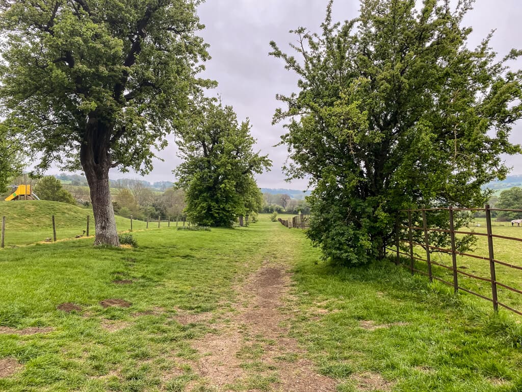 path through field with trees on either side